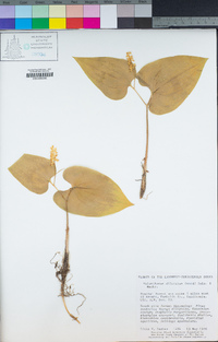 Maianthemum dilatatum image