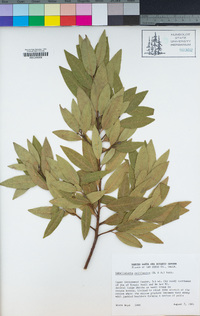 Umbellularia californica image