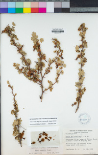 Ribes roezlii var. cruentum image