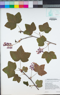 Ribes sanguineum var. glutinosum image