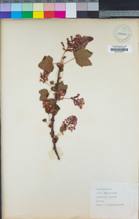 Ribes sanguineum image