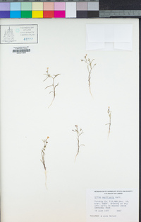 Navarretia capillaris image