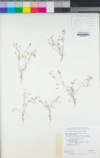 Navarretia capillaris image