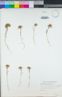 Navarretia tagetina image