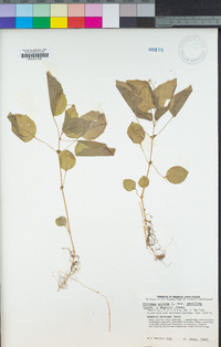 Circaea alpina image