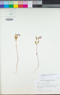 Clarkia rhomboidea image