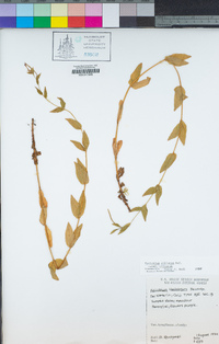 Epilobium ciliatum subsp. ciliatum image