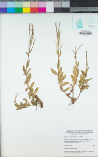 Epilobium ciliatum image