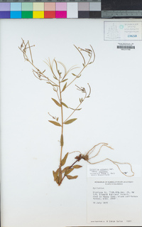 Epilobium ciliatum subsp. ciliatum image