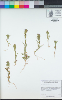 Epilobium densiflorum image