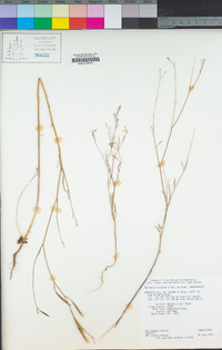 Epilobium minutum image