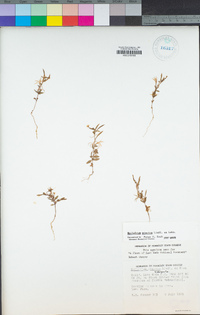 Epilobium minutum image