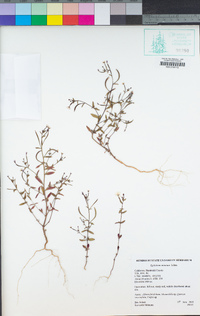 Epilobium minutum image