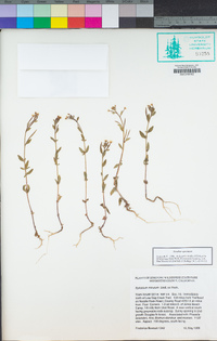 Epilobium minutum image