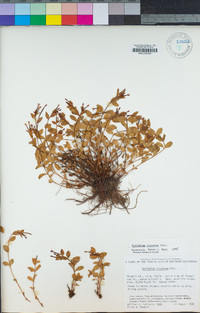 Epilobium clavatum image