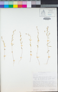 Gayophytum racemosum image