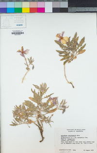 Oenothera californica image