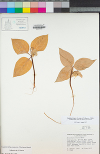 Pseudotrillium rivale image