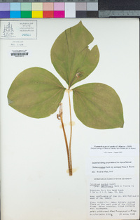 Trillium ovatum image