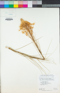 Xerophyllum tenax image