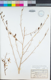 Chlorogalum pomeridianum var. pomeridianum image