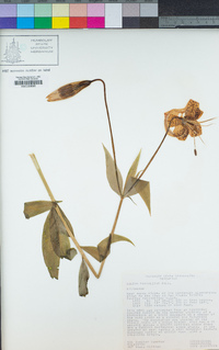 Lilium pardalinum image