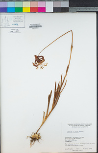 Lilium pardalinum subsp. vollmeri image