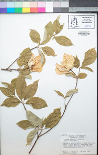 Cornus nuttallii image