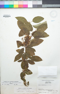 Cornus sericea image