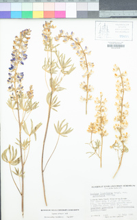 Lupinus arbustus image