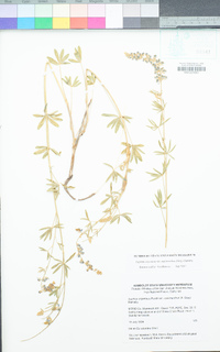 Lupinus argenteus var. meionanthus image