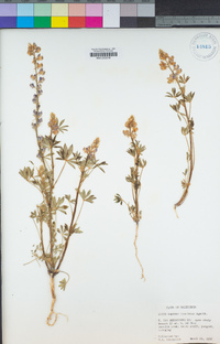 Lupinus concinnus image