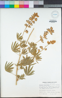 Lupinus longifolius image