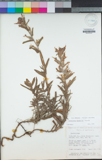 Castilleja affinis image