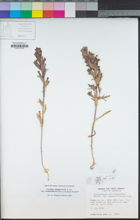 Castilleja ambigua subsp. humboldtiensis image