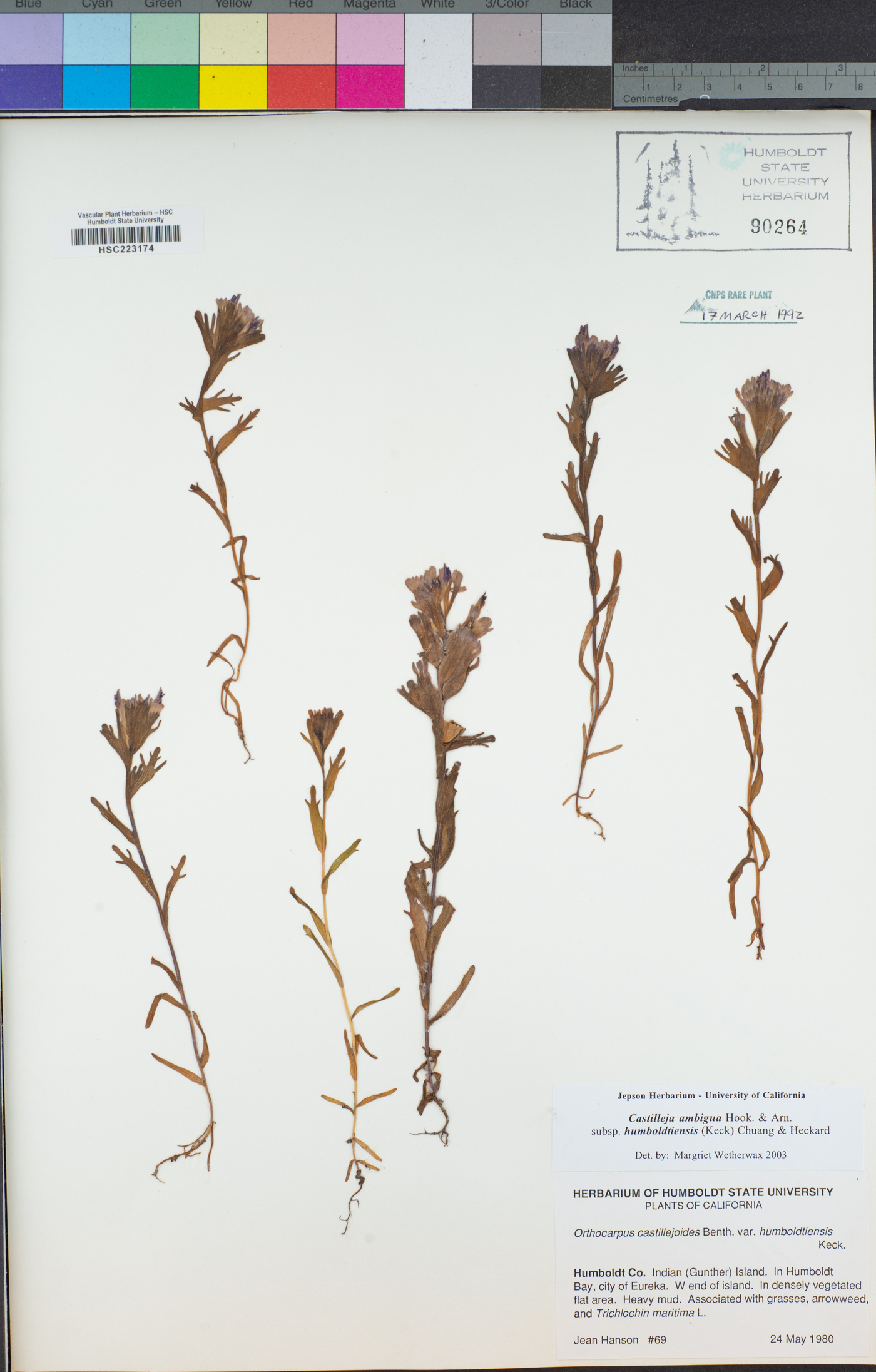 Castilleja ambigua subsp. humboldtiensis image