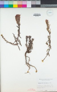 Castilleja applegatei image