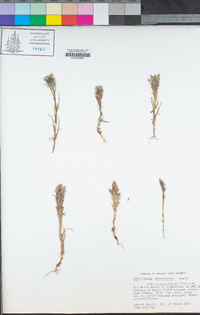 Castilleja densiflora image