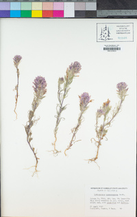 Castilleja exserta image