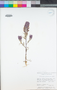 Castilleja exserta subsp. exserta image