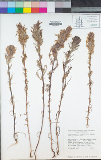 Castilleja exserta subsp. exserta image