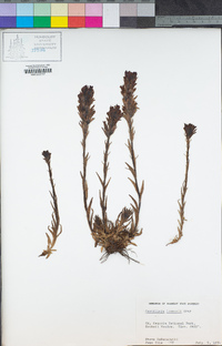 Castilleja lemmonii image