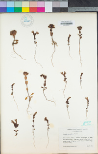 Collinsia corymbosa image