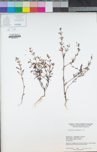 Collinsia linearis image