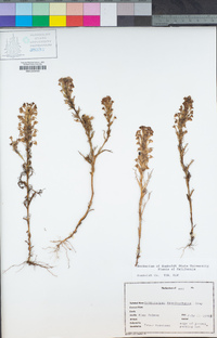 Triphysaria versicolor subsp. faucibarbata image
