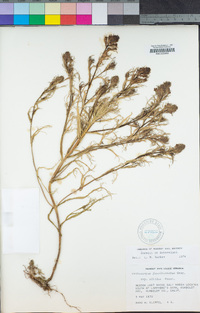 Triphysaria versicolor subsp. versicolor image