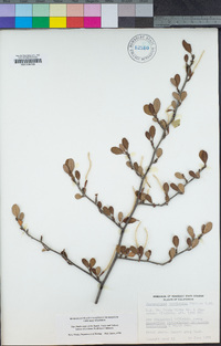 Cercocarpus betuloides image