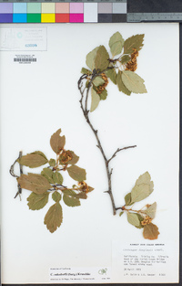 Crataegus gaylussacia image