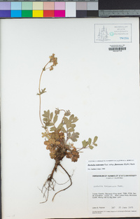 Horkelia tridentata image