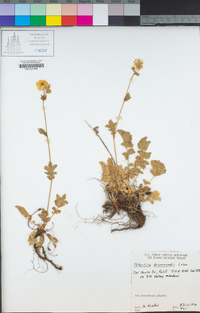 Potentilla drummondii image